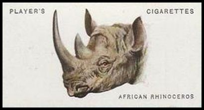 41 African Rhinoceros